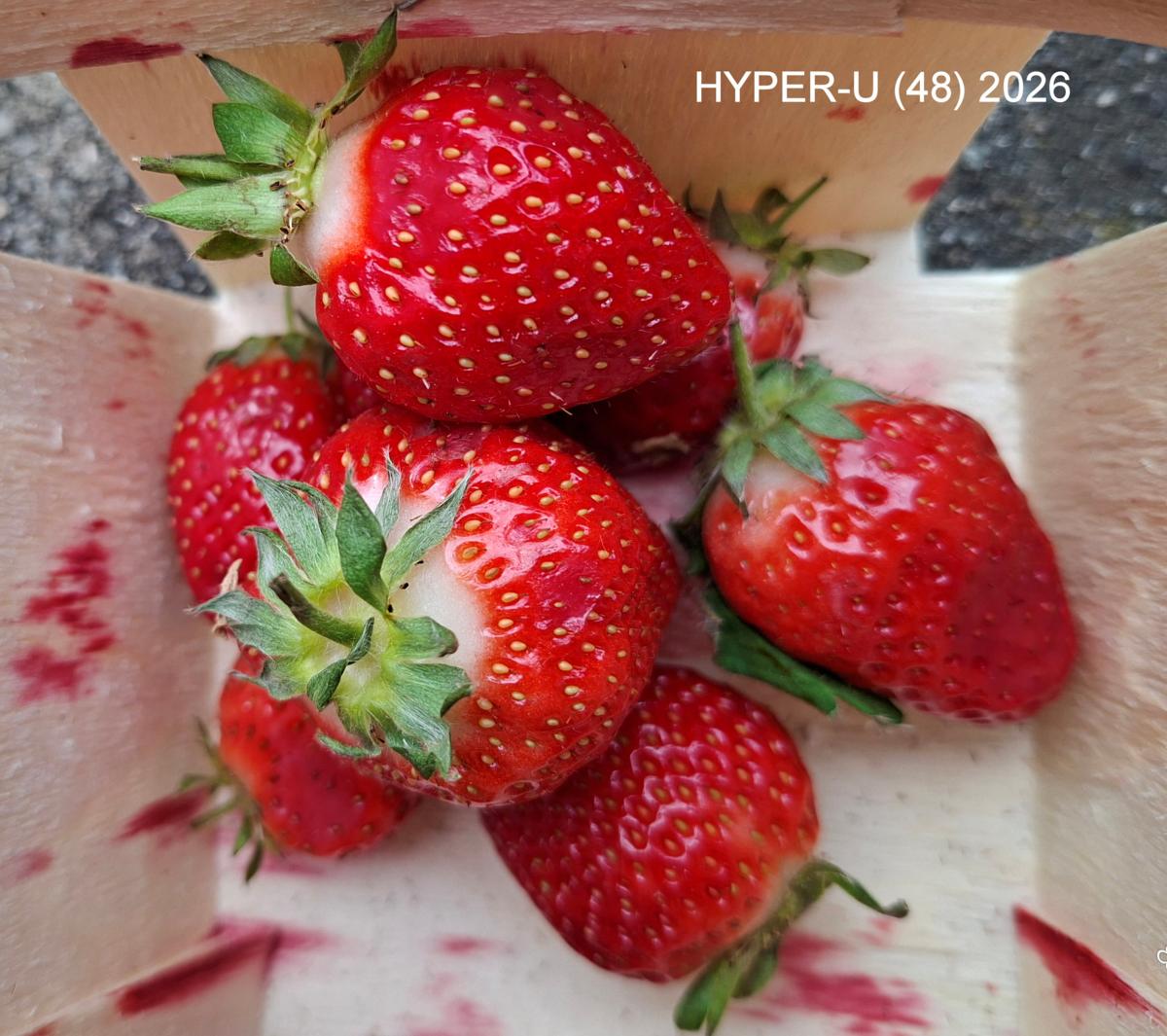 Strawberry, Cultivated fruit